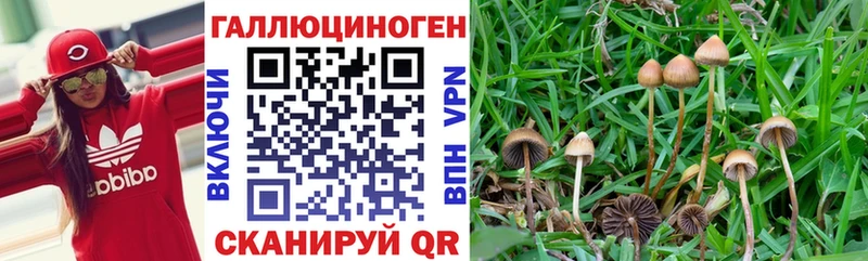 Галлюциногенные грибы Psilocybine cubensis  Купить  Кондопога 